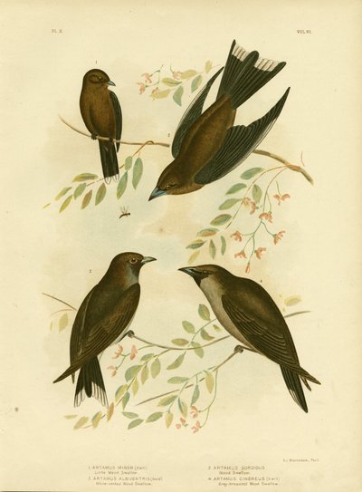 Piccola rondine del bosco, 1891 da Gracius Broinowski